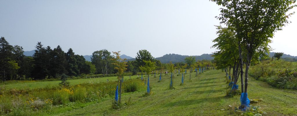 草刈り後の園内と植栽された樹木